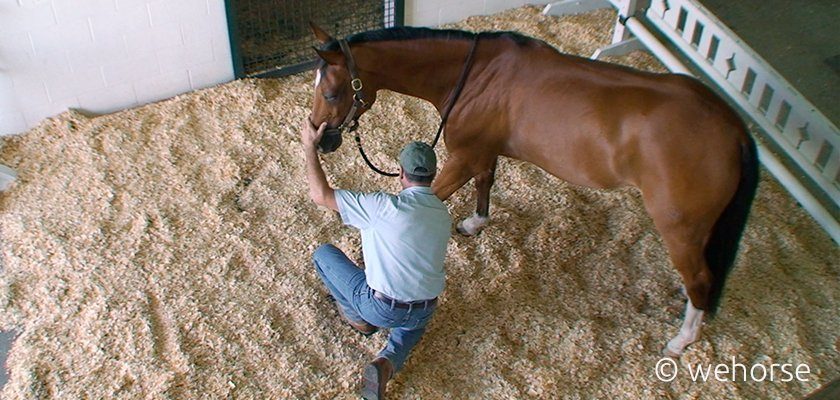 jim-masterson-massage Jim Masterson zeigt seine Methode am Pferd
