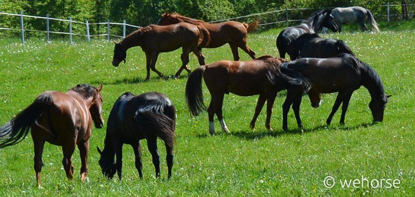 Pferde grasen auf Weide