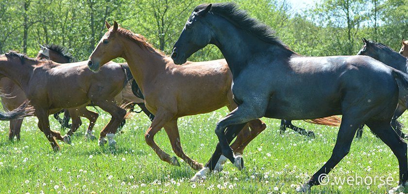 pferdeweide-wurmmanagement-wiese Zu Beginn der Weidezeit sollte es eine Wurmkur Pferd geben