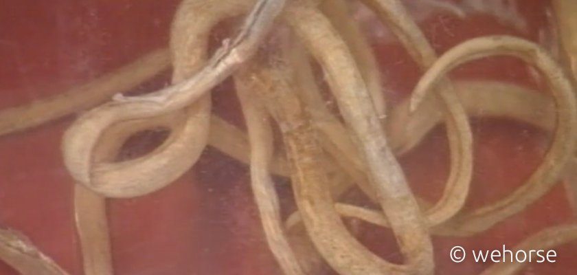 pferdewurm-entwurmen-wurmkur Nahaufnahme von weißen Pferdewürmern