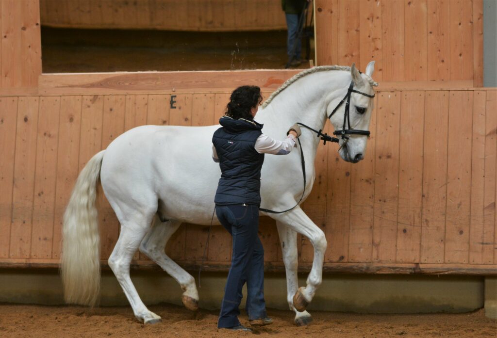 Bodenarbeit mit Pferden das musst du wissen wehorse com