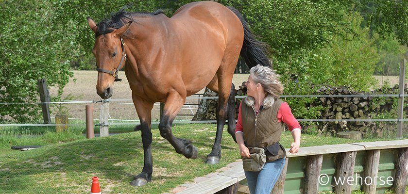 Steigerwald-Clickertraining-Horsemanship Pferd läuft über Hang, Ausbilderin daneben