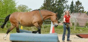 Pferd läuft auf Turnmatte