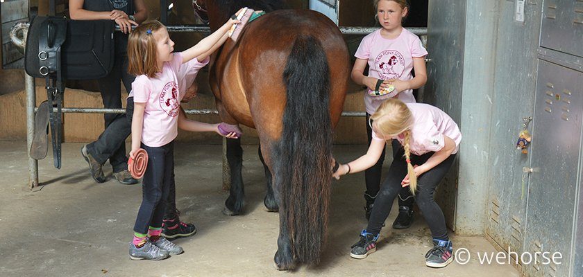 ponyschule-kolly-putzen Vier Kinder putzen ein Pony.