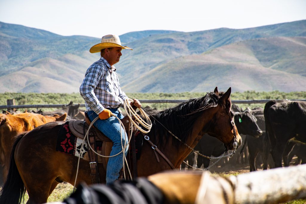 Westernreiten - das musst du wissen | wehorse.com