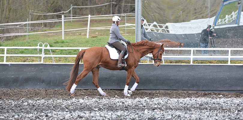 lenny-unter-uta-graef dressurreiten