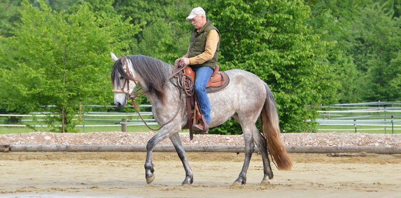 platz-schleppen-pferd