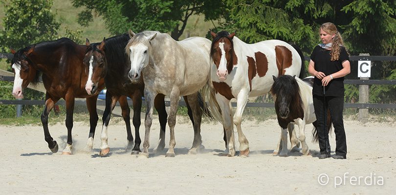 Gemeinsam-mit-Pferde Mensch und Pferd gemeinsam