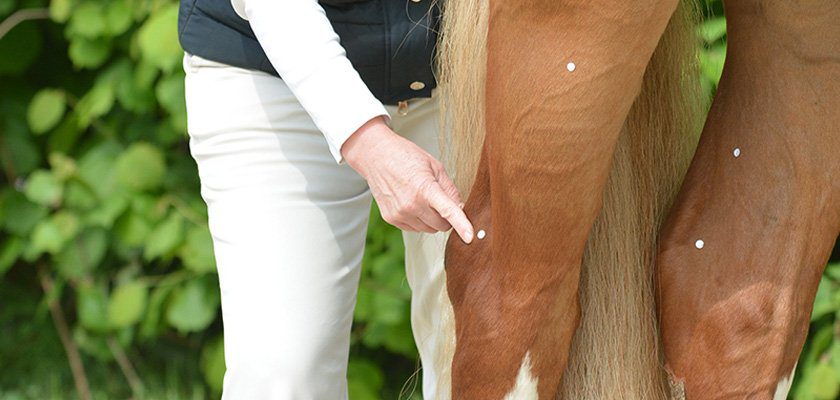 Pferd ganzheitliche psyche stärken Pferd ganzheitliche psyche stärken