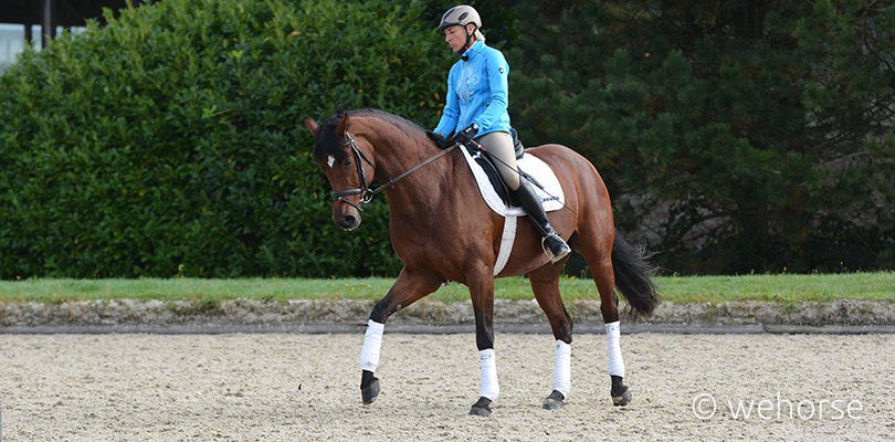 Ingrid Klimke Hilfengebung Volte reiten Ingrid Klimke Hilfengebung Volte reiten