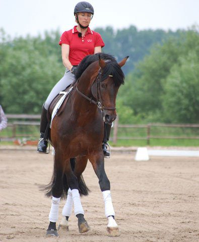 Ingrid Klimke Traversale reiten Ingrid Klimke Traversale reiten