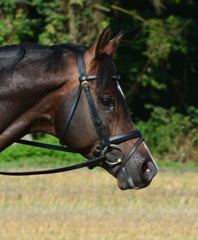 Traversale reiten Traversale reiten