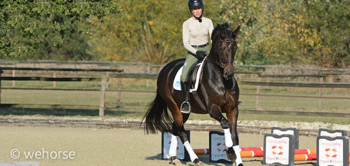 Dressurpferd-Klimke-Reiten