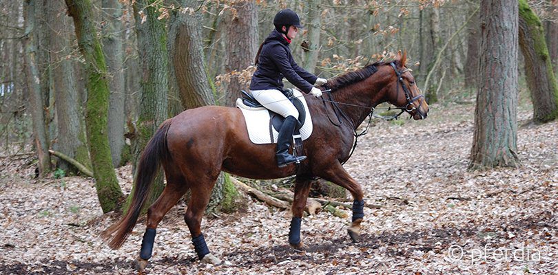 Muskelaufbau Pferd Hangbahntraining Muskelaufbau Pferd Hangbahntraining