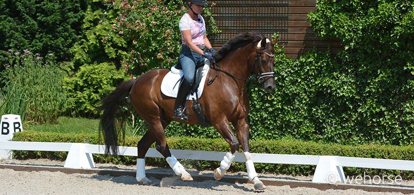 Gamaschen Pferd Schöffmann Gamaschen Pferd Schöffmann