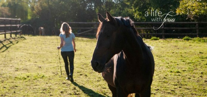 pferd-verkauft-pferdekauf Pferd auf Weide, Frau geht weg