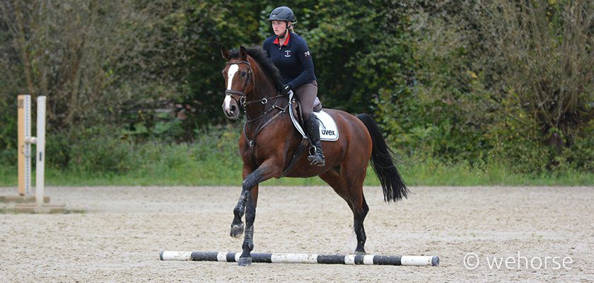 Distanzen Springreiten Warmblut Distanzen Springreiten Warmblut