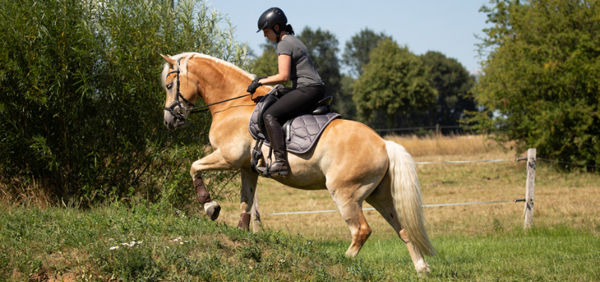 Richtiger Muskelaufbau Pferd