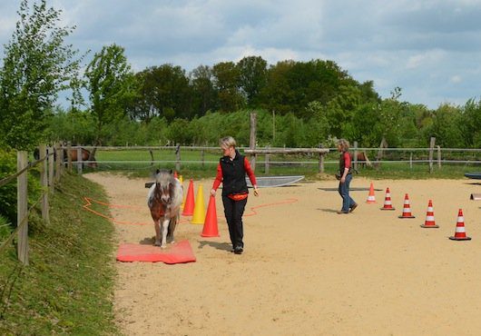 Freiarbeit Pferd - Frei im Parcours Freiarbeit Pferd - Frei im Parcours