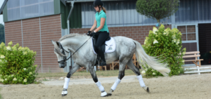 E-Dressur-Aufgabe-reiten