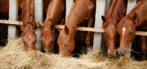 Pferd-Heubedarf-Stall