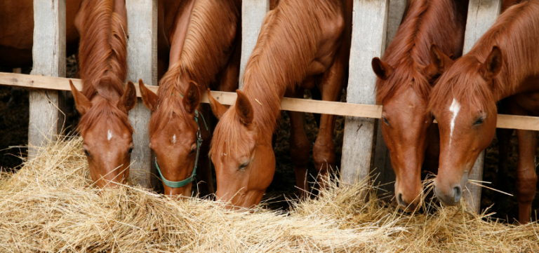 Pferd-Heubedarf-Stall