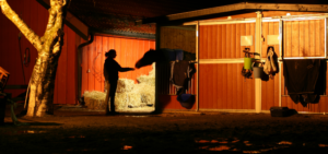Silvester sollte man nachts am Stall immer kontrollieren