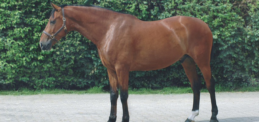 Wird von pferd gedeckt frau Rossige Stute