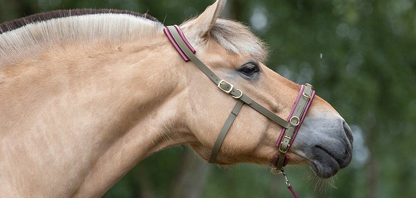 Equizaum Norweger Kappzaum Equizaum Norweger Kappzaum
