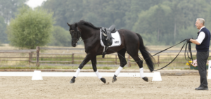 Pferd an der Doppellonge