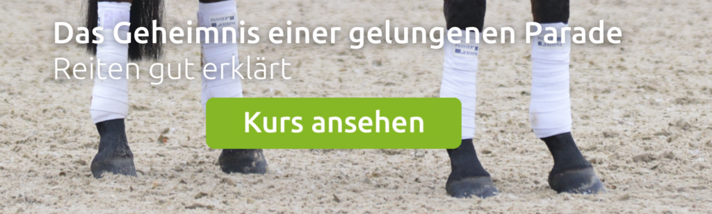 wehorse Kurs Eine gelungene Parade reiten