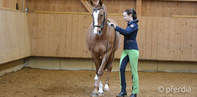 Übertreten-lassen Handarbeit mit Pferd: Übertreten lassen üben