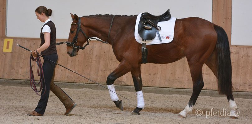 Junges Pferd Ausbilden Boden