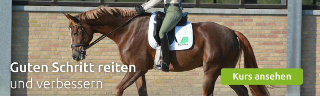 Kurs: Guten Schritt reiten und verbessern