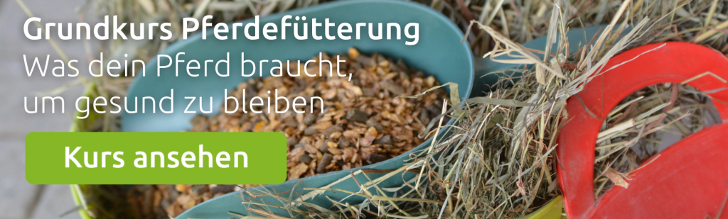 Heubedarf Pferd im wehorse Kurs Pferdefütterung
