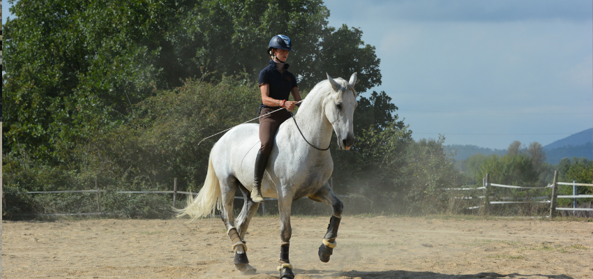 Pferd Mit Senkrücken Ohne Sattel Reiten