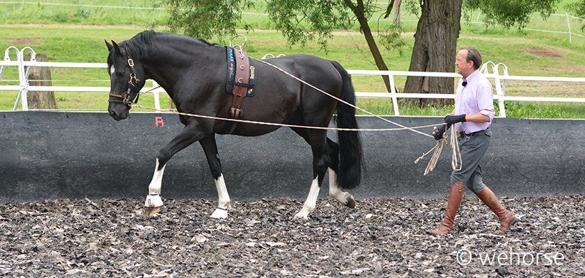 Vor dem Einreiten arbeitet Stefan Schneider mit dem Pferd am Langzügel