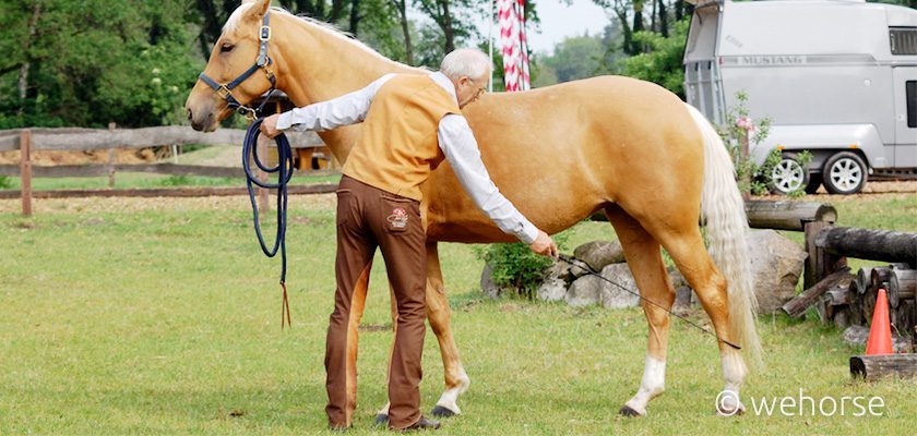 Peter Kreinberg macht Bodenarbeits Übungen mit seinem Pferd