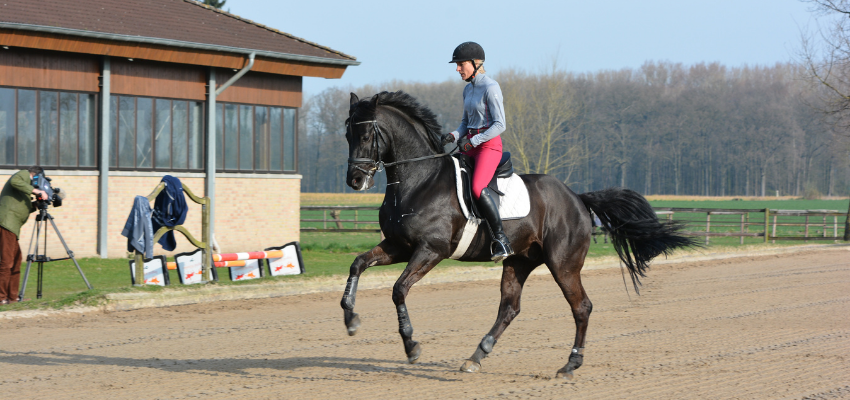 Das Pferd ist im versammelten Galopp