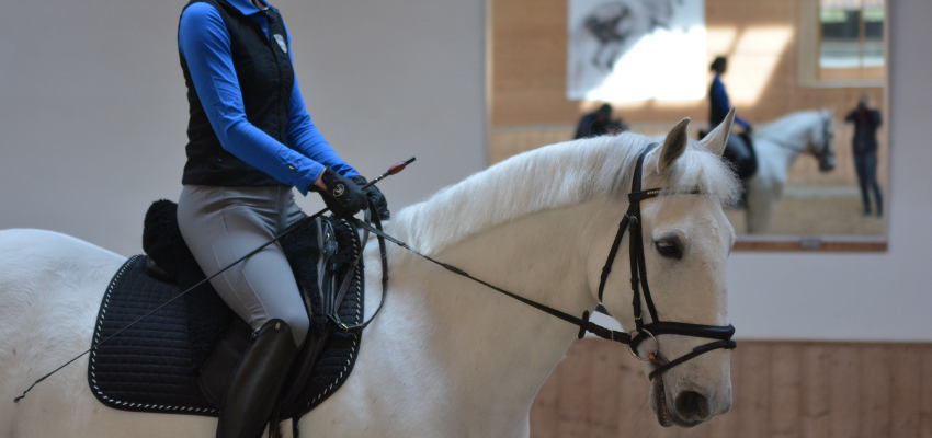 Ein gestelltes Pferd