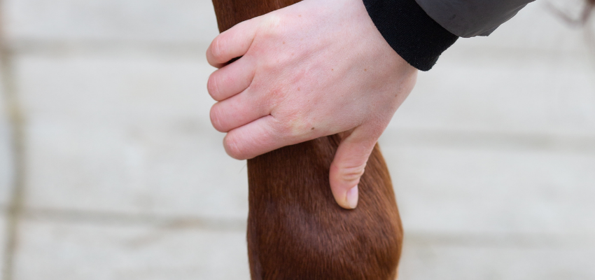 Ist Beinschutz gesund für das Pferd?