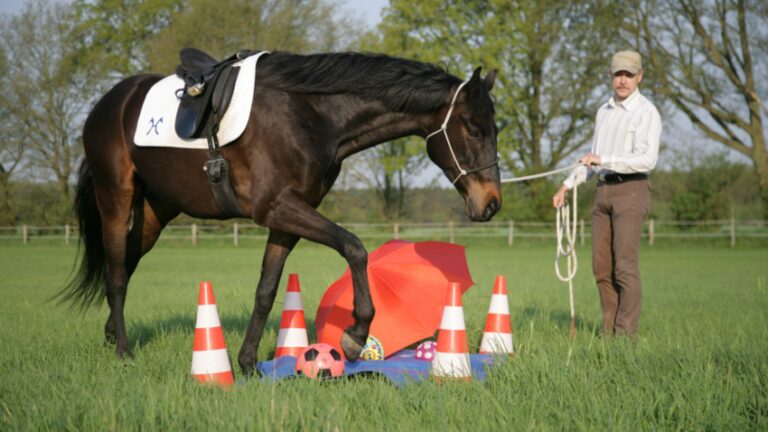 Ein Mann bei der Bodenarbeit mit seinem Pferd.