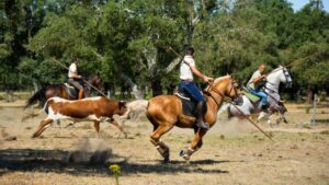 Drei Männer bei der Working Equitation.