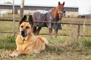 Aktivitäten mit Hund und Pferd