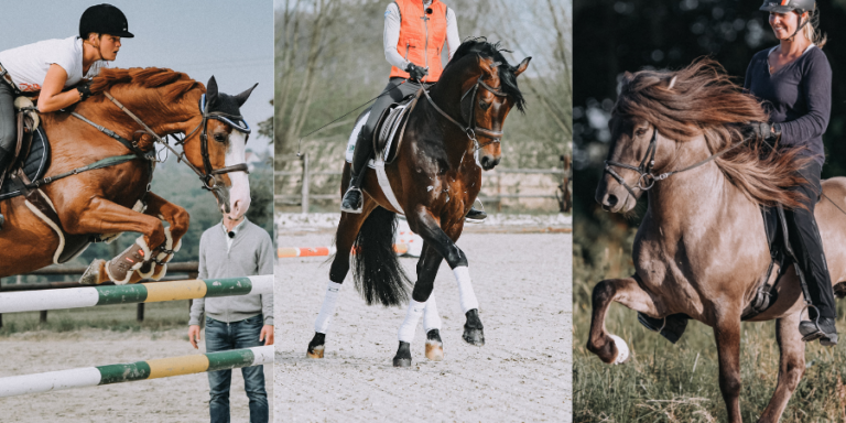 Verschiedene Kategorien im Pferdesport