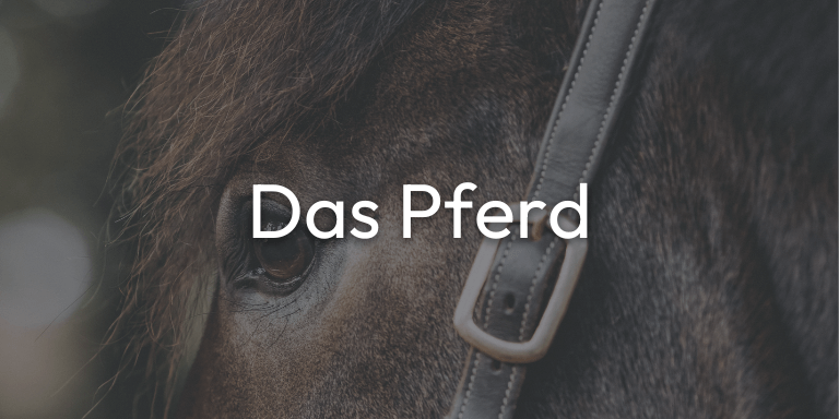 Das Pferd