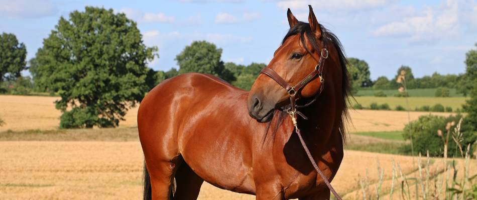 Ein braunes Quarter Horse