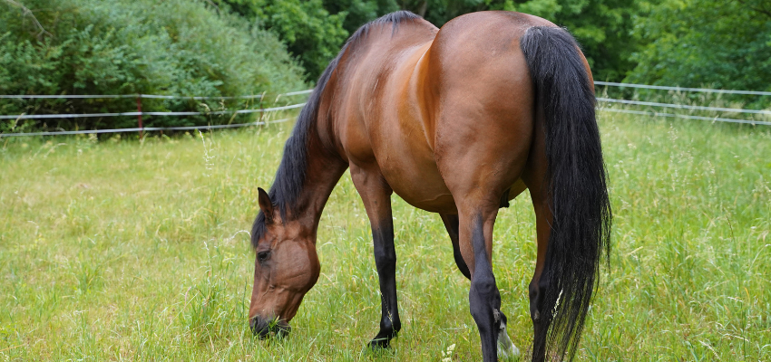 Ein Trakehner auf der Weide