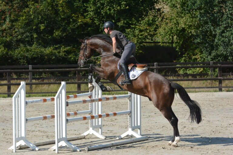 Springreiten im Parcours
