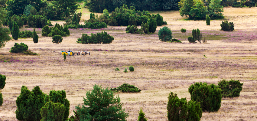 Eine Kutsche fährt durch die Heide.
